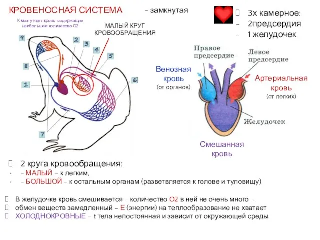 - замкнутая 2 круга кровообращения: - МАЛЫЙ – к легким, - БОЛЬШОЙ