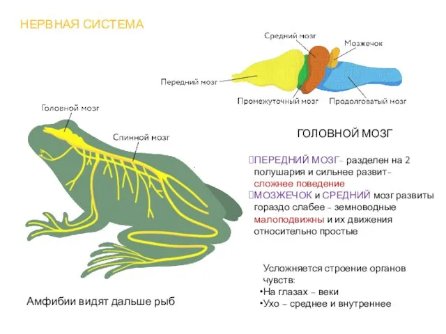 НЕРВНАЯ СИСТЕМА ГОЛОВНОЙ МОЗГ ПЕРЕДНИЙ МОЗГ- разделен на 2 полушария и сильнее