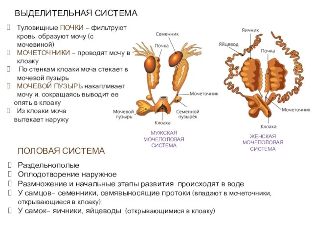 ВЫДЕЛИТЕЛЬНАЯ СИСТЕМА Туловищные ПОЧКИ – фильтруют кровь, образуют мочу (с мочевиной) МОЧЕТОЧНИКИ