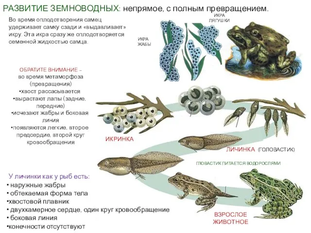 РАЗВИТИЕ ЗЕМНОВОДНЫХ: непрямое, с полным превращением. ИКРИНКА ВЗРОСЛОЕ ЖИВОТНОЕ ЛИЧИНКА (ГОЛОВАСТИК) Во