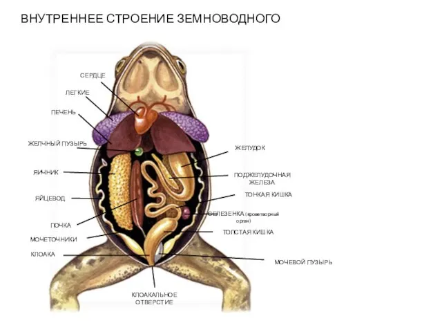 ВНУТРЕННЕЕ СТРОЕНИЕ ЗЕМНОВОДНОГО ПОДЖЕЛУДОЧНАЯ ЖЕЛЕЗА ЛЕГКИЕ СЕРДЦЕ ПЕЧЕНЬ ЖЕЛЧНЫЙ ПУЗЫРЬ ЯИЧНИК ЯЙЦЕВОД