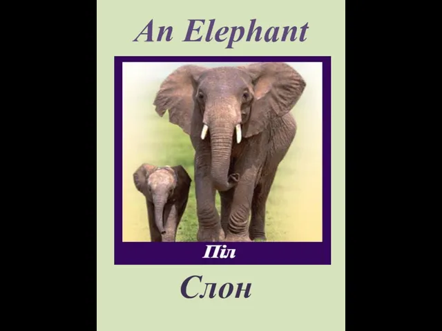 An Elephant Слон