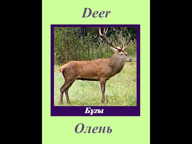 Deer Олень