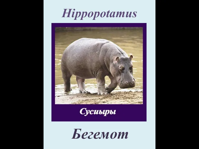 Hippopotamus Бегемот