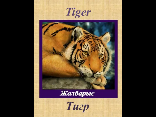 Tiger Тигр