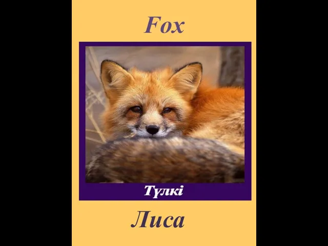 Fox Лиса