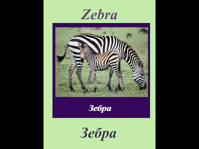 Zebra Зебра