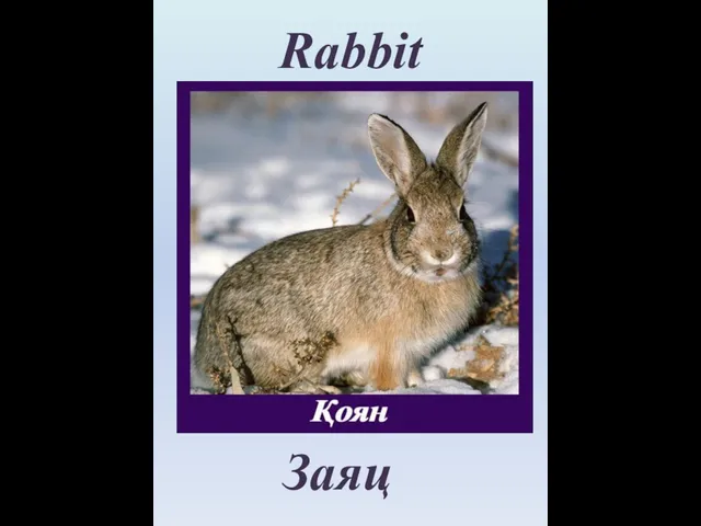 Rabbit Заяц