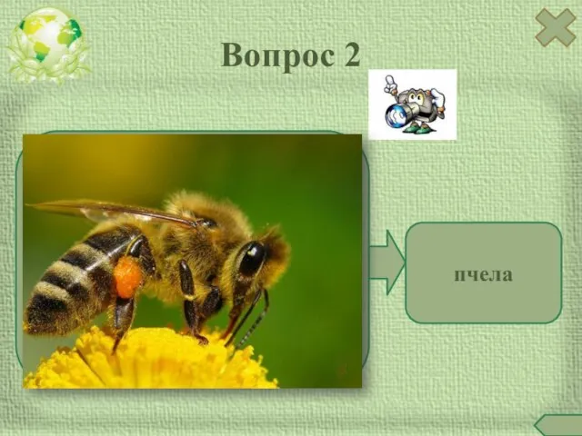 Вопрос 2 пчела