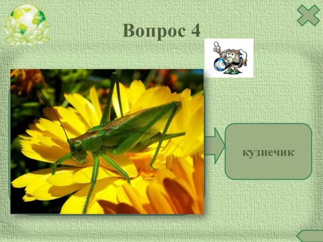 Вопрос 4 кузнечик