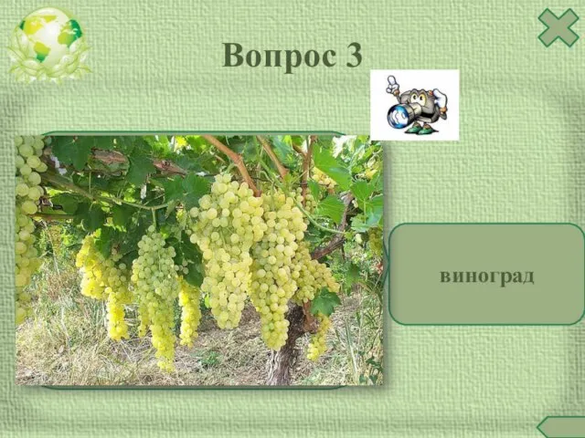 виноград Вопрос 3