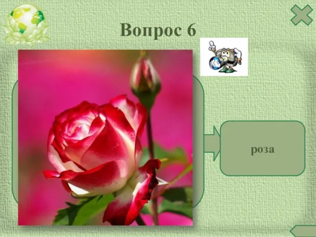 Вопрос 6 роза