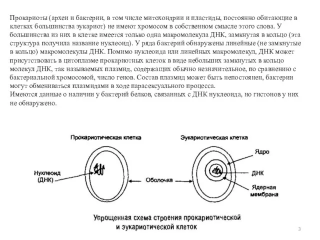 Прокариоты (археи и бактерии, в том числе митохондрии и пластиды, постоянно обитающие