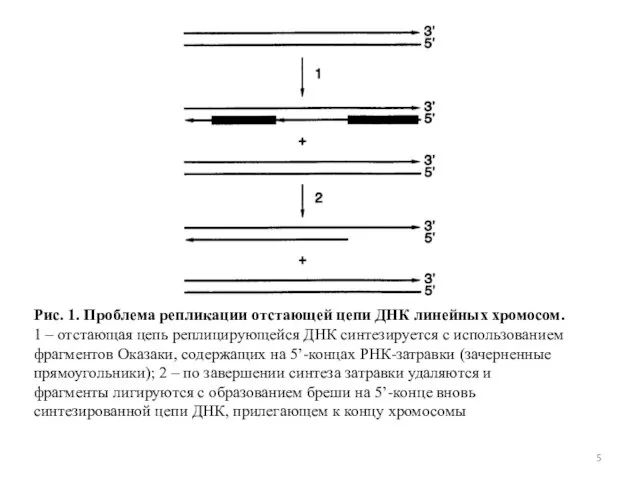 Рис. 1. Проблема репликации отстающей цепи ДНК линейных хромосом. 1 – отстающая