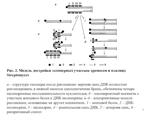 Рис. 2. Модель достройки теломерных участков хромосом и плазмид Streptomyces а –