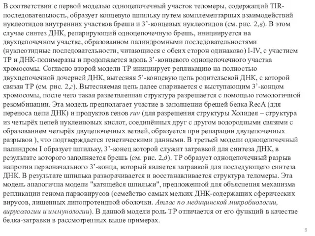 В соответствии с первой моделью одноцепочечный участок теломеры, содержащий TIR-последовательность, образует концевую