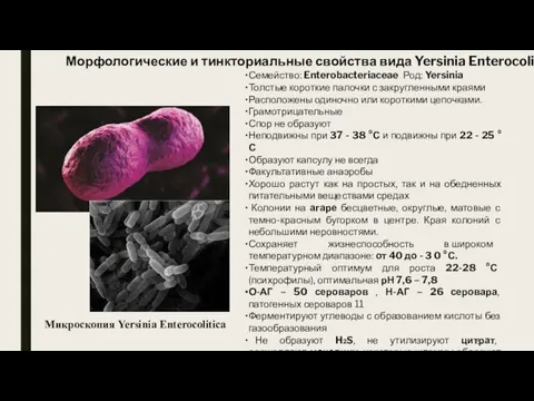 Морфологические и тинкториальные свойства вида Yersinia Enterocolitica Семейство: Enterobacteriaceae Род: Yersinia Толстые