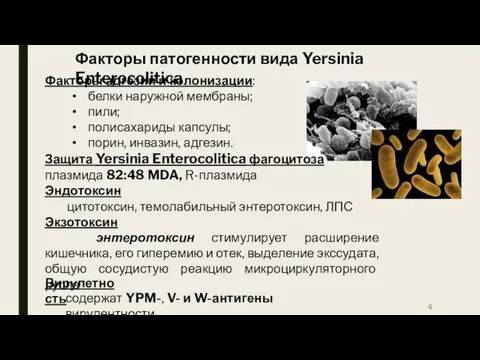 Факторы патогенности вида Yersinia Enterocolitica Факторы адгезии и колонизации: белки наружной мембраны;