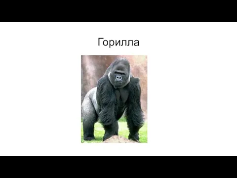 Горилла