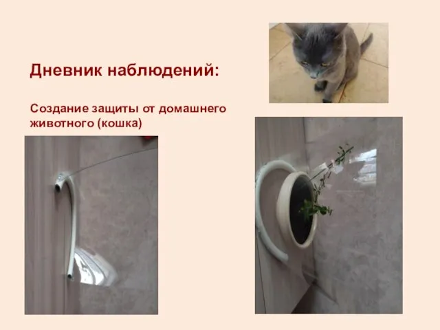 Дневник наблюдений: Создание защиты от домашнего животного (кошка)