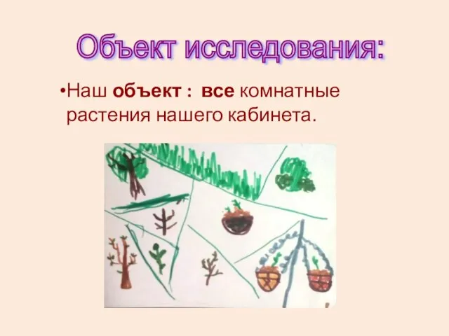 Объект исследования: Наш объект : все комнатные растения нашего кабинета.