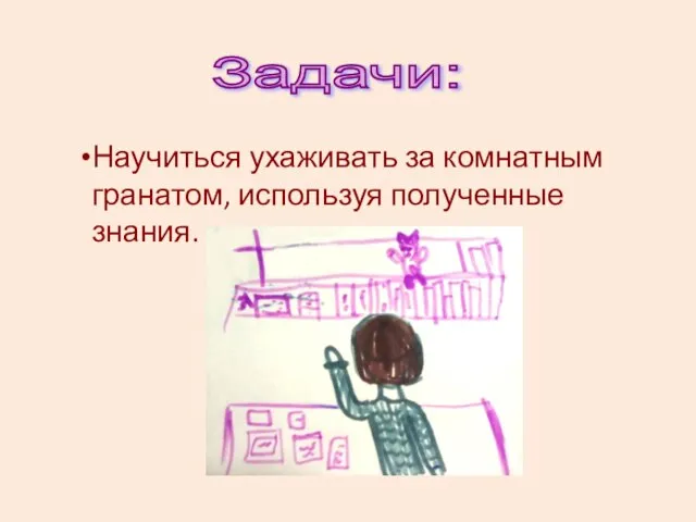 Задачи: Научиться ухаживать за комнатным гранатом, используя полученные знания.