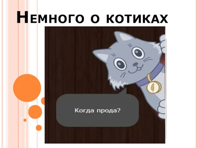 Немного о котиках