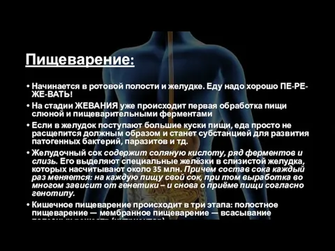 Пищеварение: Начинается в ротовой полости и желудке. Еду надо хорошо ПЕ-РЕ-ЖЕ-ВАТЬ! На