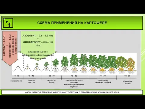 ФАЗЫ РАЗВИТИЯ ЗЕРНОВЫХ КУЛЬТУР В СООТВЕТСТВИИ С ЕВРОПЕЙСКОЙ КЛАССИФИКАЦИЕЙ BBCH АЗОТОВИТ –