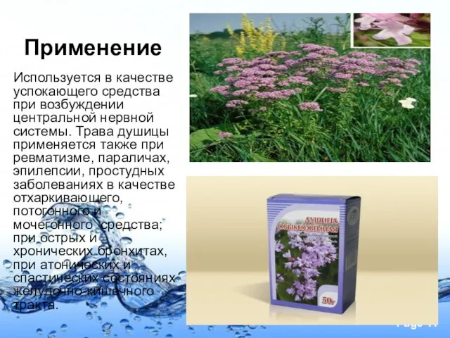 Применение Используется в качестве успокающего средства при возбуждении центральной нервной системы. Трава