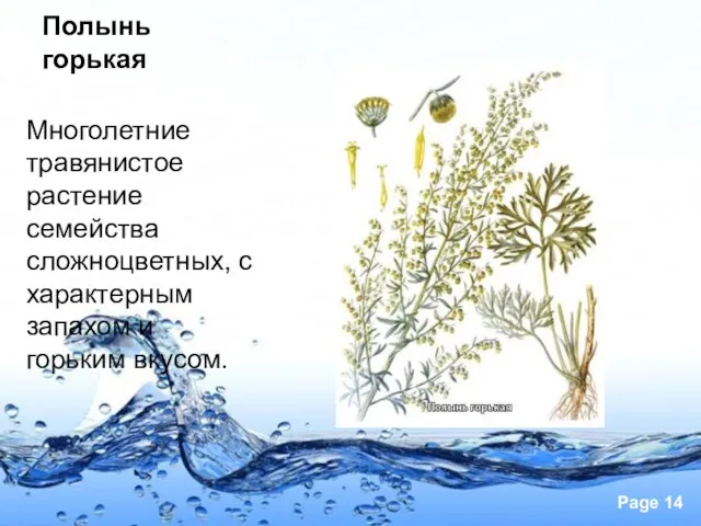 Полынь горькая Многолетние травянистое растение семейства сложноцветных, с характерным запахом и горьким вкусом.