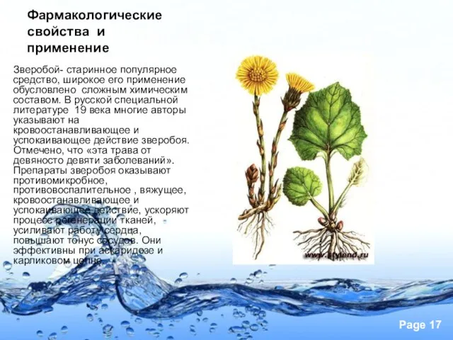 Фармакологические свойства и применение Зверобой- старинное популярное средство, широкое его применение обусловлено