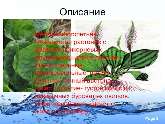 Описание Мелкое многолетнее травянистое растение с розеткой прикорневых длинночерешковых листьев. Листья цельные,