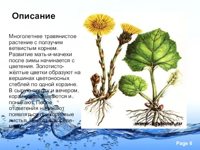 Описание Многолетнее травянистое растение с ползучим ветвистым корнем. Развитие мать-и-мачехи после зимы