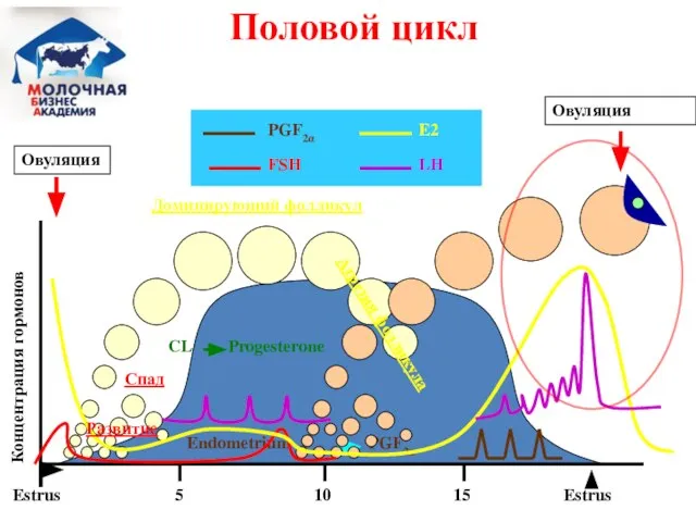 Estrus Estrus 5 10 15 Концентрация гормонов Спад Доминирующий фолликул Половой цикл Развитие Атрезия фолликула