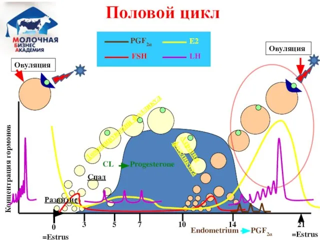 0 =Estrus 21 =Estrus 7 10 14 Концентрация гормонов Спад Половой цикл