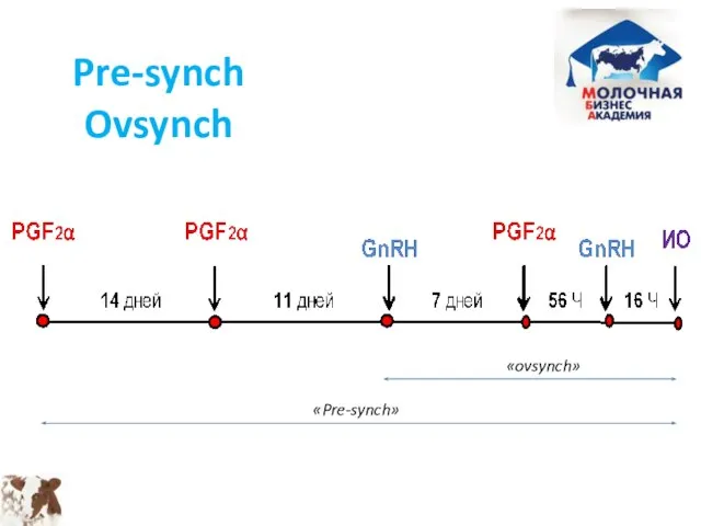 Pre-synch Ovsynch «ovsynch» «Pre-synch»