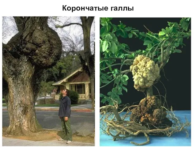 Корончатые галлы