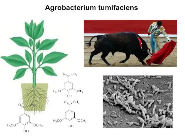 Agrobacterium tumifaciens
