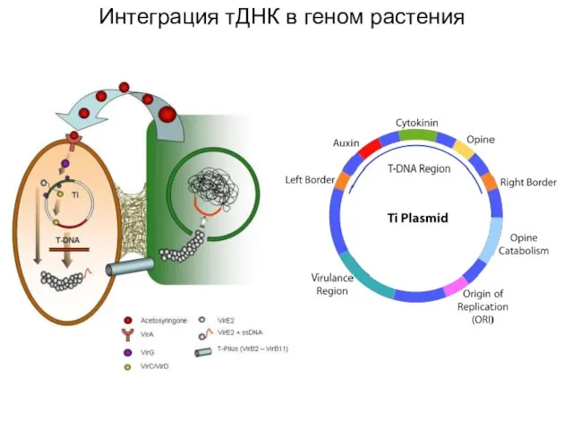 Интеграция тДНК в геном растения