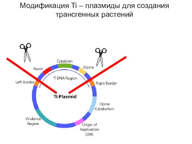 Модификация Ti – плазмиды для создания трансгенных растений