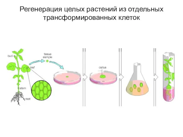 Регенерация целых растений из отдельных трансформированных клеток