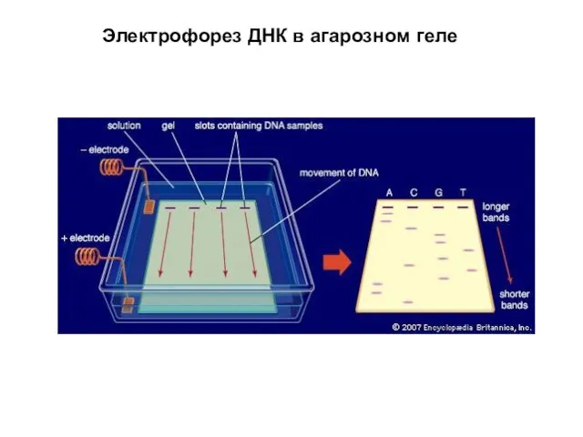 Электрофорез ДНК в агарозном геле