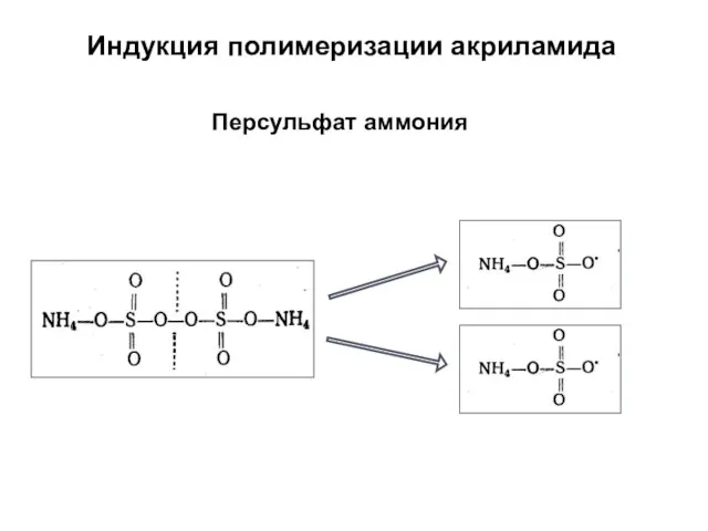 Индукция полимеризации акриламида Персульфат аммония