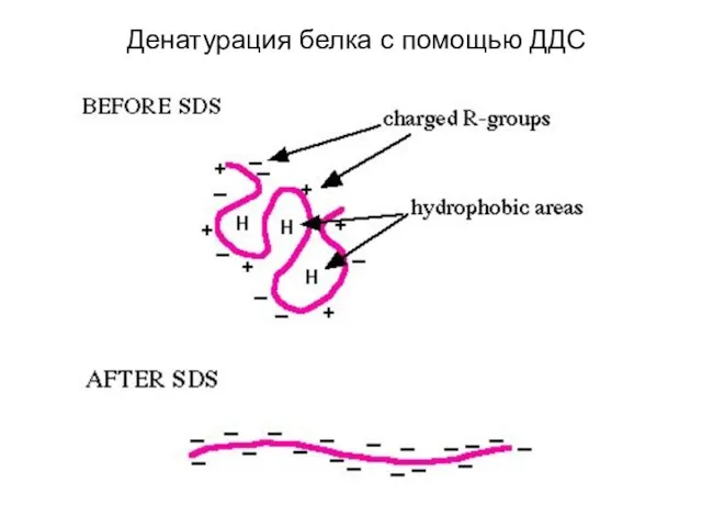 Денатурация белка с помощью ДДС