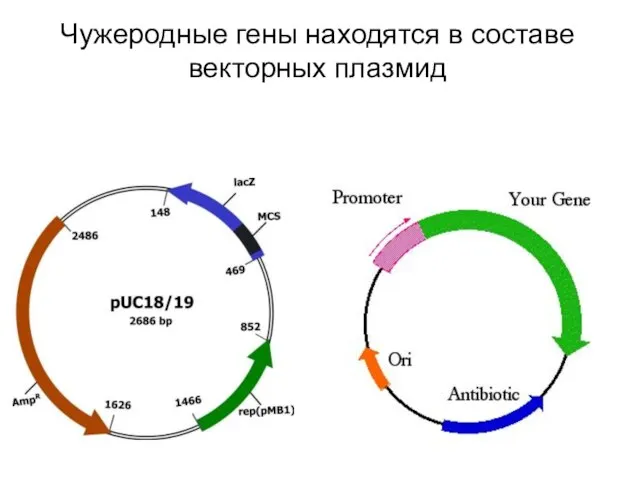 Чужеродные гены находятся в составе векторных плазмид