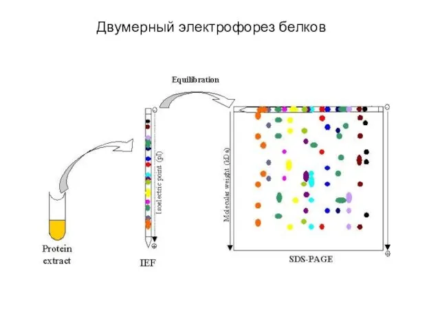 Двумерный электрофорез белков