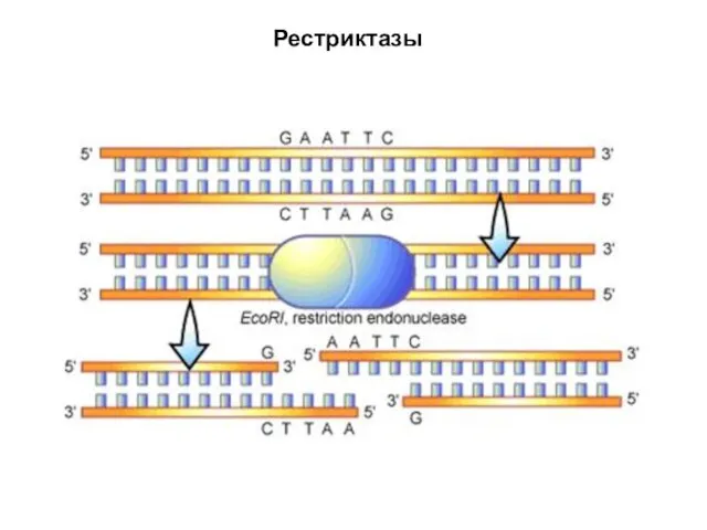 Рестриктазы