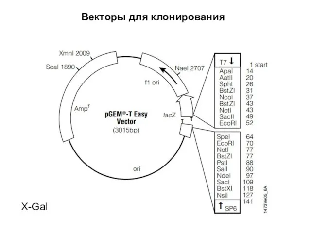 Векторы для клонирования X-Gal