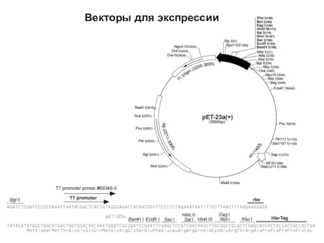 Векторы для экспрессии